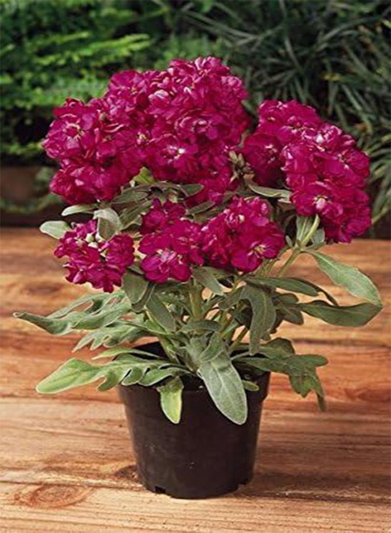 جي جوت بذور 100 زهرة قزمة معطرة من نبات ماثيولا إنكانا القرمزي لمدة عشرة أسابيع - Image 2