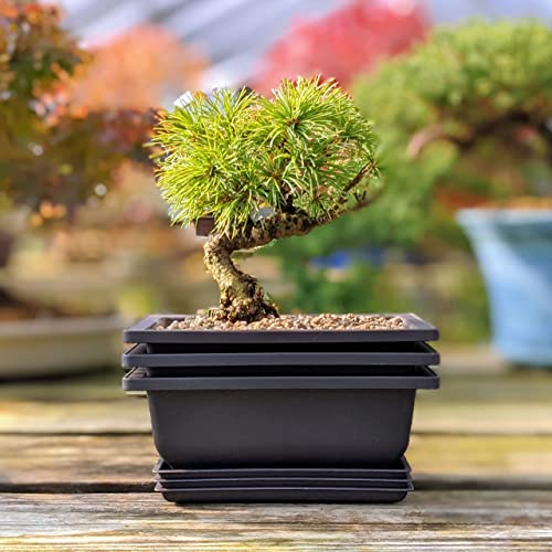 Bonsai Outlet Training Pots with Humidity Trays - Built in Mesh, Six Inch Large Planters + Made from Durable Shatter Proof Poly-Resin, Set of 3 Pot Set… - Image 3