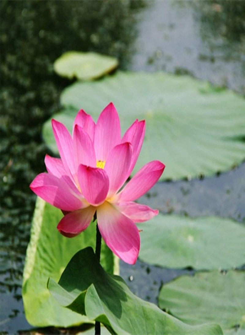 GGOOT Flowers Seeds 10Pcs Water Lily Flower Plant Bowl Pond Bonsai Seeds Home Garden Yard Decor Easy Sow for Garden Planting - Red - Image 1
