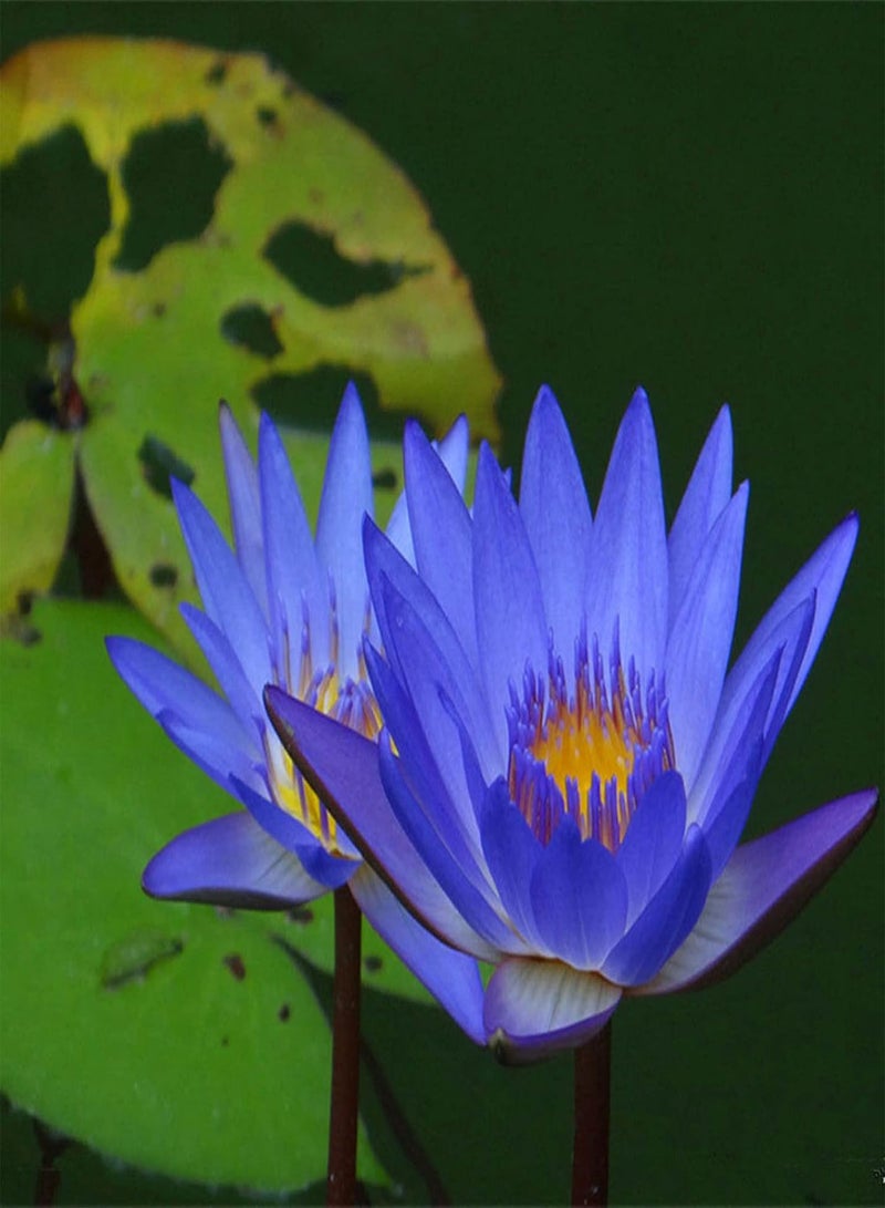 GGOOT Flowers Seeds 10Pcs Water Lily Flower Plant Bowl Pond Bonsai Seeds Home Garden Yard Decor Easy Sow for Garden Planting - Red - Image 4