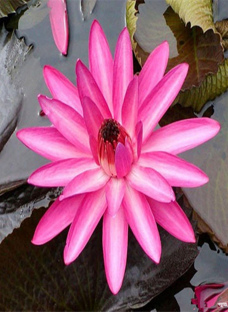 GGOOT Flowers Seeds 10Pcs Water Lily Flower Plant Bowl Pond Bonsai Seeds Home Garden Yard Decor Easy Sow for Garden Planting - Red - Image 2