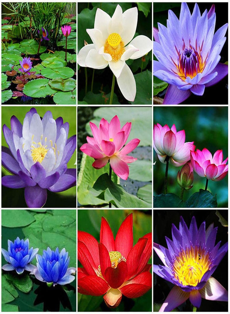GGOOT Flowers Seeds 10Pcs Water Lily Flower Plant Bowl Pond Bonsai Seeds Home Garden Yard Decor Easy Sow for Garden Planting - Red - Image 3