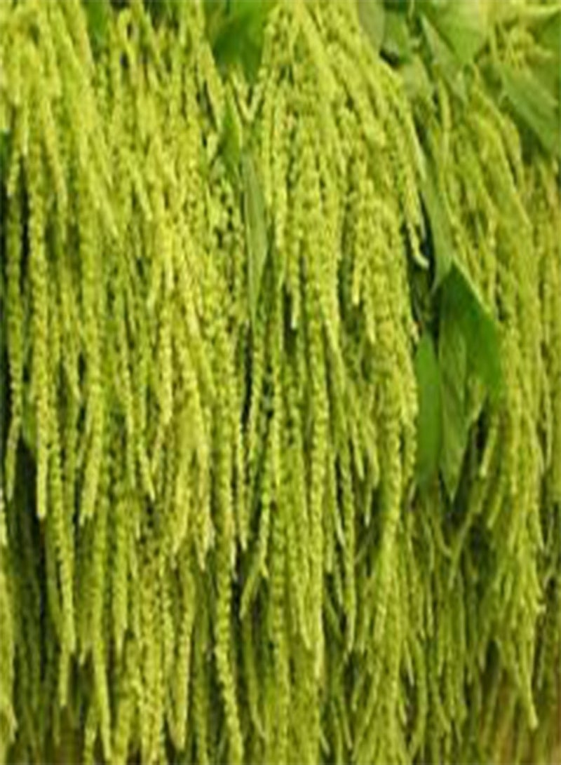 GGOOT Amaranthus Love Lies Bleeding Green Amaranthus Caudatus - 1,00 Bulk (PKD) Seeds