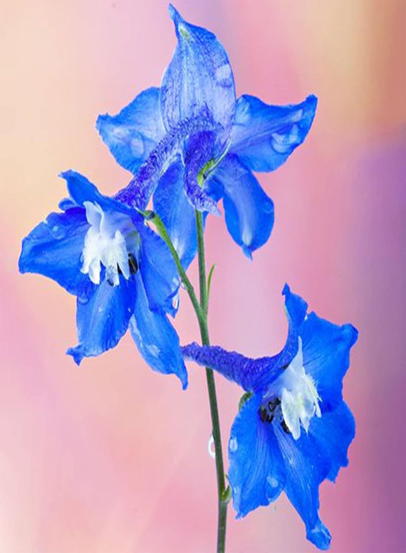 GGOOT Plant Seed 200Pcs/Bag Seeds Eco-Friendly Prolific Fresh Healthy Delphinium Flower Seeds for Courtyard - Seeds - Image 3