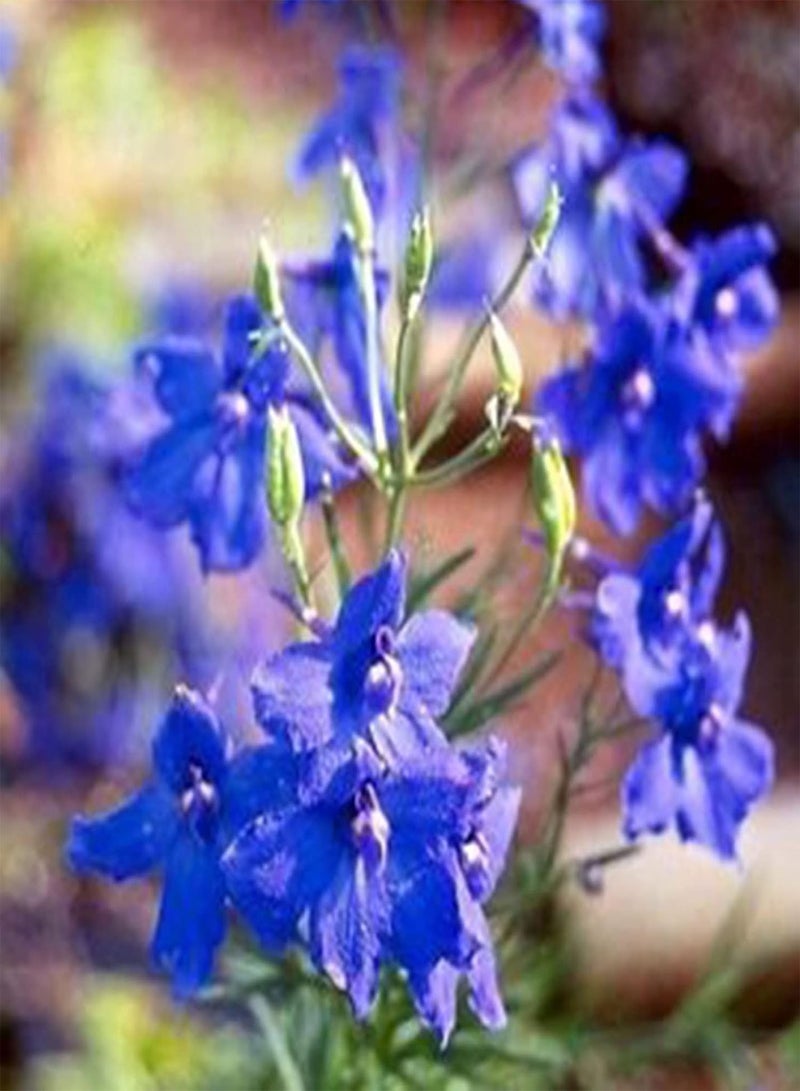 GGOOT Plant Seed 200Pcs/Bag Seeds Eco-Friendly Prolific Fresh Healthy Delphinium Flower Seeds for Courtyard - Seeds - Image 4