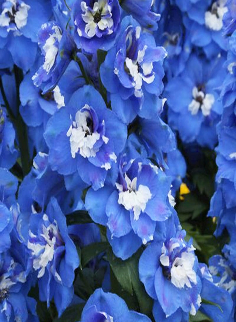 GGOOT Plant Seed 200Pcs/Bag Seeds Eco-Friendly Prolific Fresh Healthy Delphinium Flower Seeds for Courtyard - Seeds - Image 5