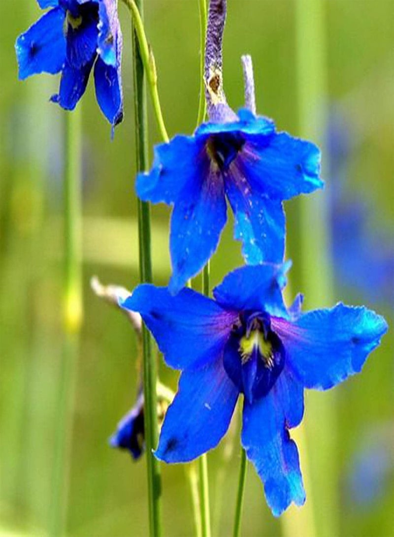 GGOOT Plant Seed 200Pcs/Bag Seeds Eco-Friendly Prolific Fresh Healthy Delphinium Flower Seeds for Courtyard - Seeds - Image 2