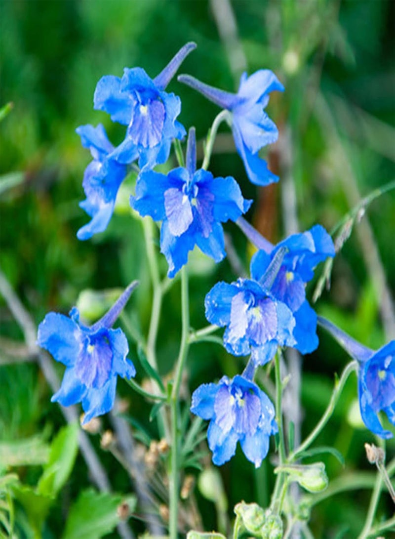 GGOOT Plant Seed 200Pcs/Bag Seeds Eco-Friendly Prolific Fresh Healthy Delphinium Flower Seeds for Courtyard - Seeds - Image 1