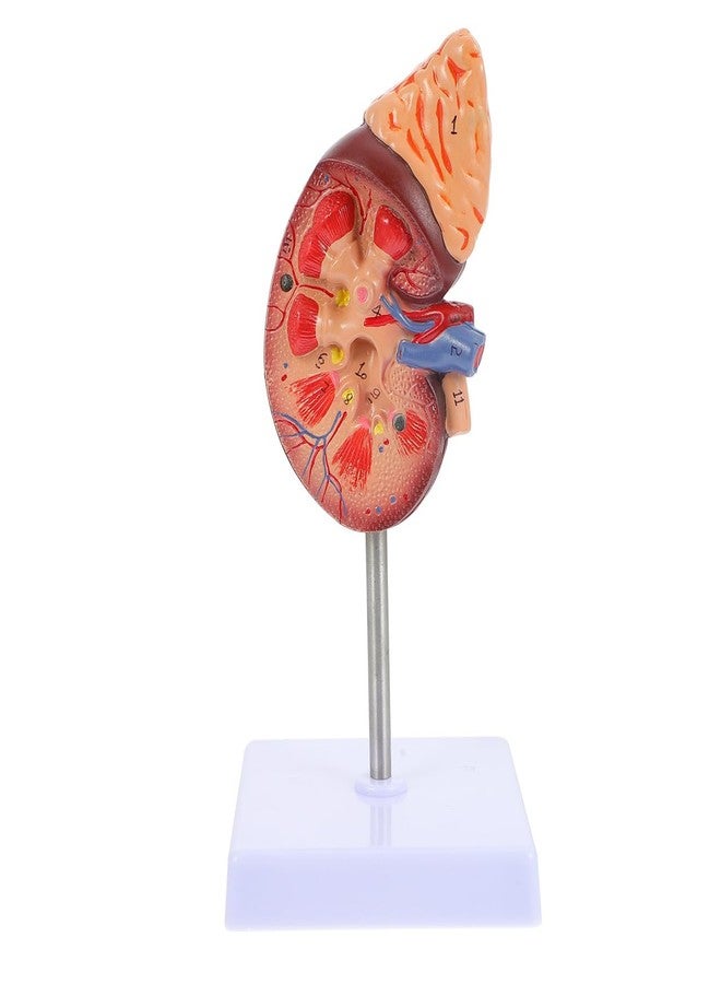 Amosfun Kidney Model Human Kidney Dissection Model Human Organs Anatomy Model Biology Demonstration Model Biology Class Accessory PVC Human Organ Model - Image 1