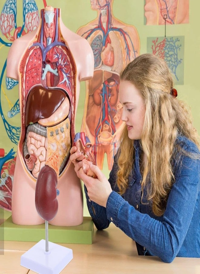 Amosfun Kidney Model Human Kidney Dissection Model Human Organs Anatomy Model Biology Demonstration Model Biology Class Accessory PVC Human Organ Model - Image 4
