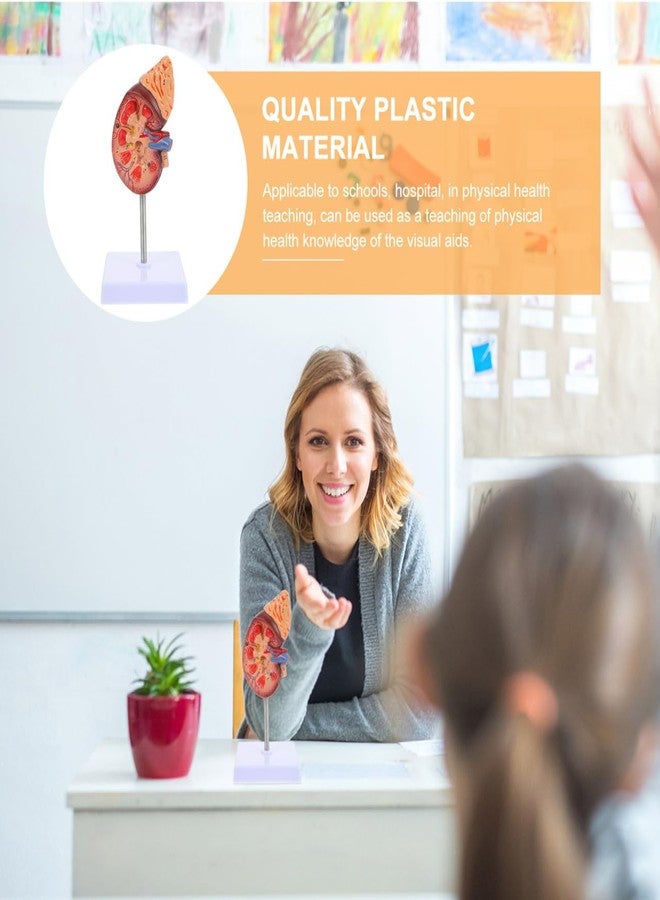 Amosfun Kidney Model Human Kidney Dissection Model Human Organs Anatomy Model Biology Demonstration Model Biology Class Accessory PVC Human Organ Model - Image 3