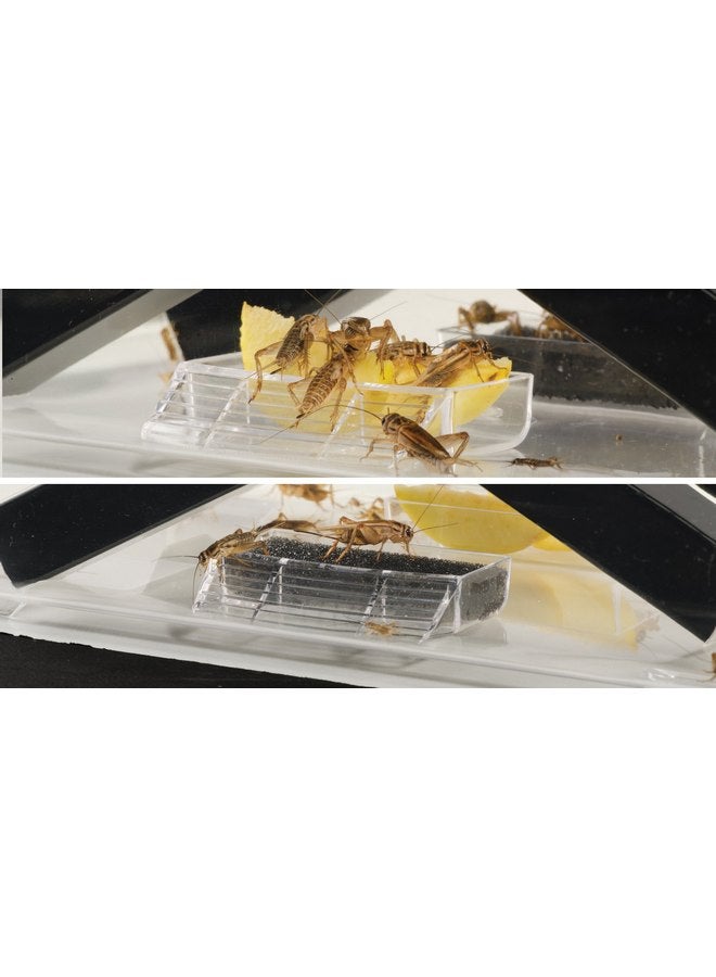 إكسو تيرا قلم الكريكيت Exo Terra Exo Terra، صغير، 18 سم × 14 سم × 11 سم (7\U201D × 5.5\U201D × 4.3\U201D) - Image 3