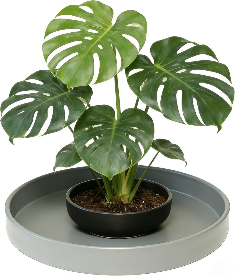 Afrine Plant Saucer, Plant Saucers - Image 5