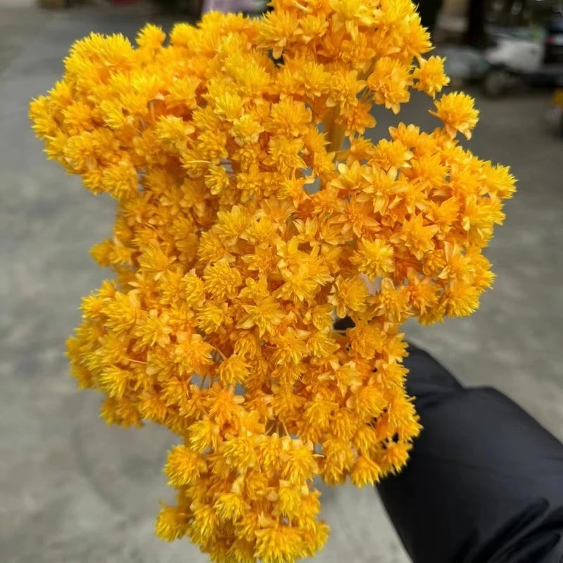 Bluejw 20g Natural Dried Small Mountain Flowers for Home Decor, Graduation, Valentine's Day, Thanksgiving - Hot Selling Dried Plants - Image 2