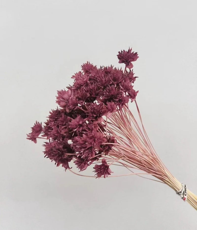 Bluejw 20g Natural Dried Small Mountain Flowers for Home Decor, Graduation, Valentine's Day, Thanksgiving - Hot Selling Dried Plants - Image 1