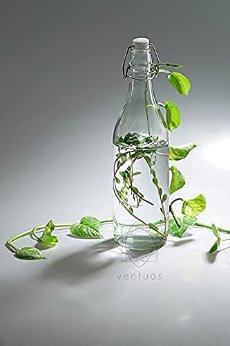 Avvic Mart Flip Top Glass Water Bottle 1 Liter Swing Top Water Bottle with Stopper for Beverages Oil Vinegar Beer Water Soda Airtight Lid Leak Proof Cap Clear Pack of 4 - Image 3