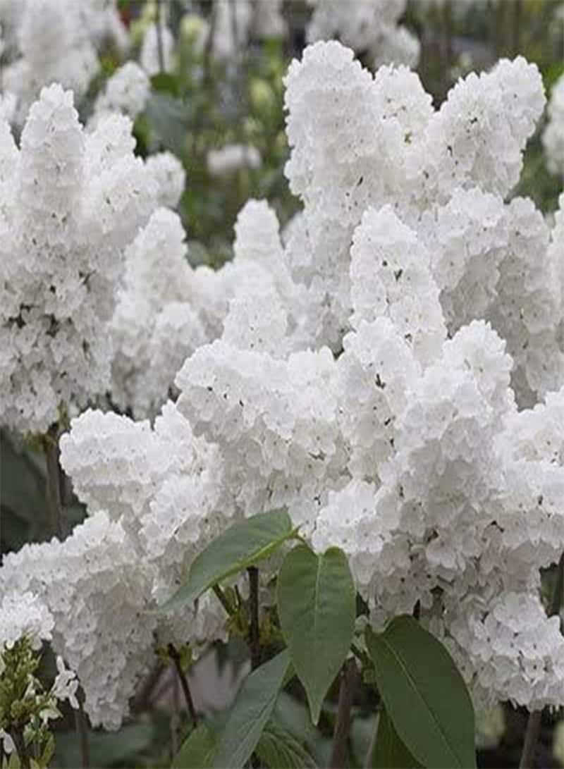 GGOOT 100 White Japanese Lilac Flower Seeds - Image 1