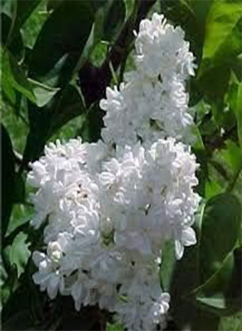 GGOOT 100 White Japanese Lilac Flower Seeds - Image 2