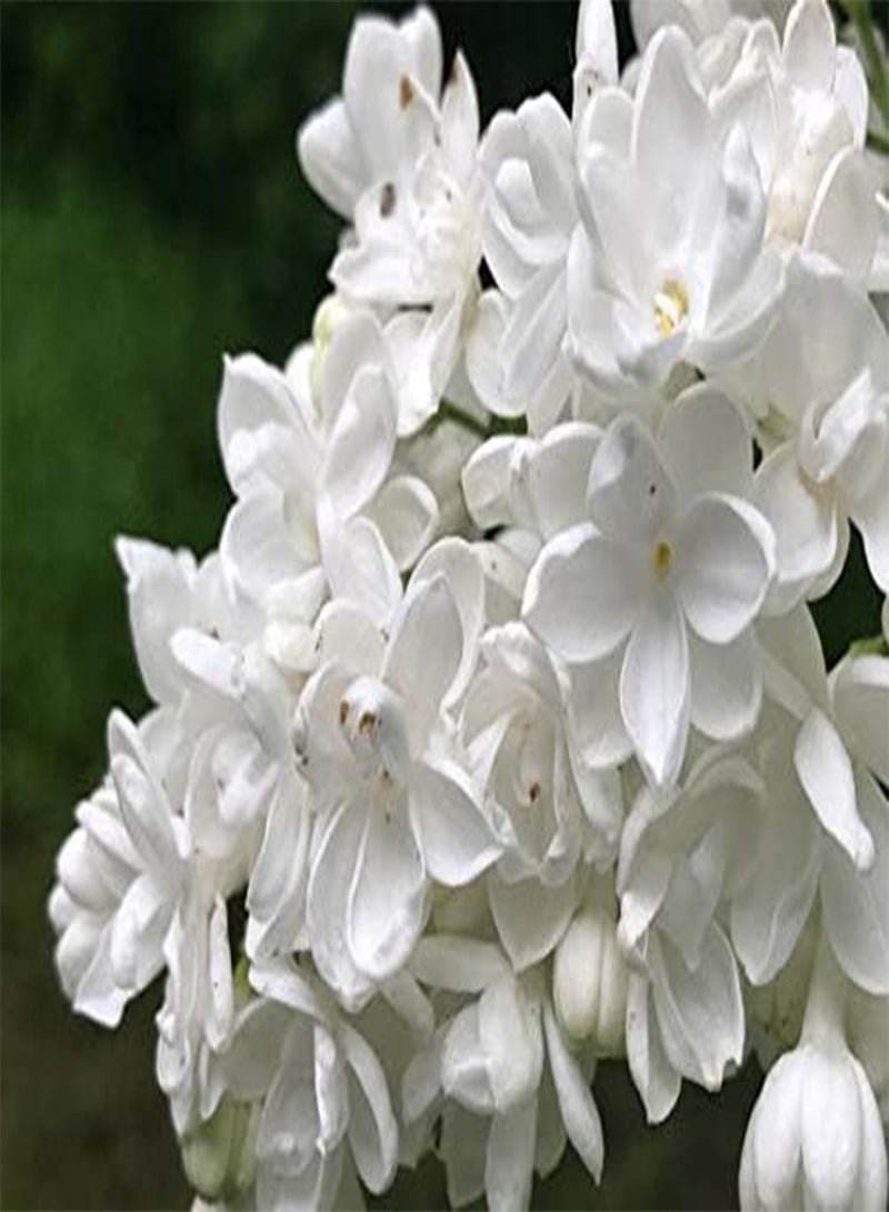 GGOOT 100 White Japanese Lilac Flower Seeds - Image 3