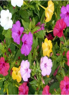 GGOOT 100 Mirabilis Marvel of Peru Seeds - Four O'Clock Mix - Mixed Colour - 100 Seeds 