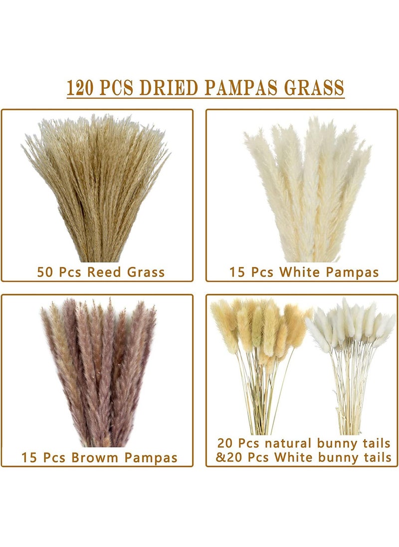Generic 120 Pcs Small Reeds Cattail Reeds Dust Rabbit Tail Grass Natural Dried Flower Bouquet Pampas Grass Wedding Decoration Home Decoration Store Decoration Party Decoration 