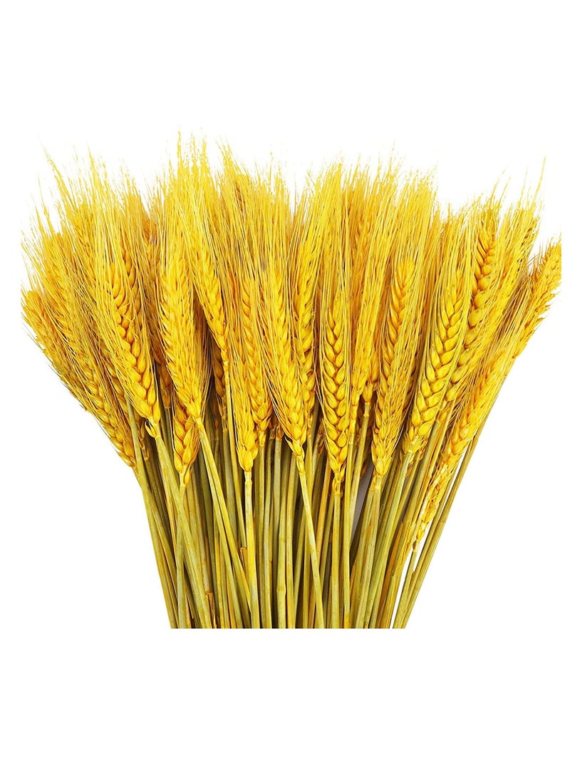 Excefore Dried Wheat Sheaves Stalks Bouquet Bundles, 100 Stems Natural Ear of Wheat Grain Flowers Dry Grass Bunch DIY Arrangements for Home Wedding Store Decorative  - Image 1