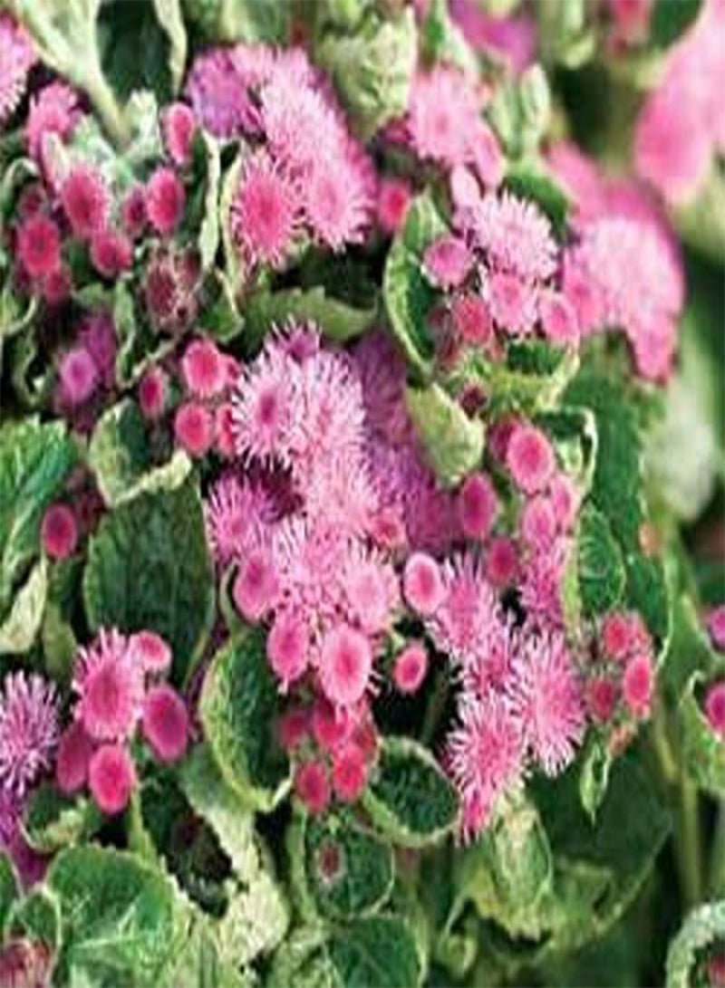 GGOOT Floss Flower Seeds, houstonianum,Cloud Nine Pink-PEL,Early Variety. (100)  - Image 2