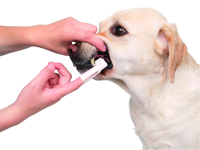 Trixie : - Tooth Brush Set | Finger Brush for Dogs and Cats | Made with Soft Bristles to Gently Clean Teeth, Prevent Gum Disease and Tooth Decay | Helps in Providing Dental Care – Pack of 2 (6cm) - Image 5