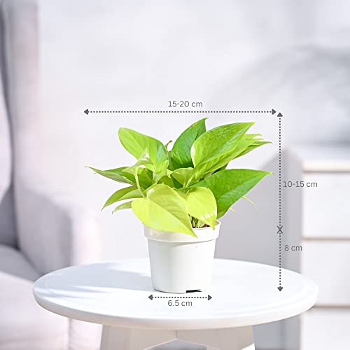 UGAOO Combo of 2 Indoor Live Plants - Philodendron Oxy Brasil & Money Plant Golden Plant with Grow Pots | Live Plants for Home, Living Room & Office - Image 5