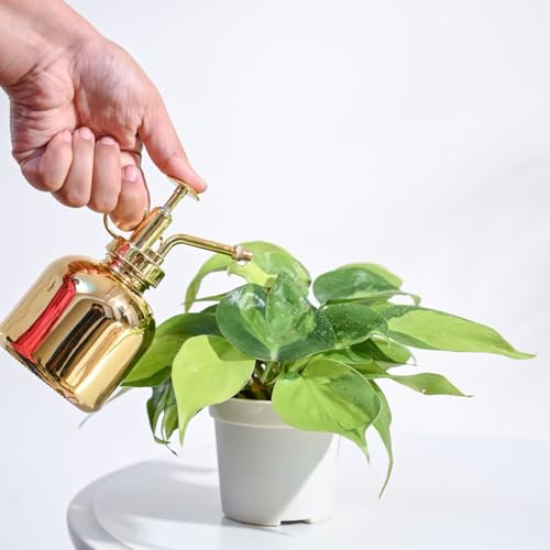 UGAOO Combo of 2 Indoor Live Plants - Philodendron Oxy Brasil & Money Plant Golden Plant with Grow Pots | Live Plants for Home, Living Room & Office - Image 2