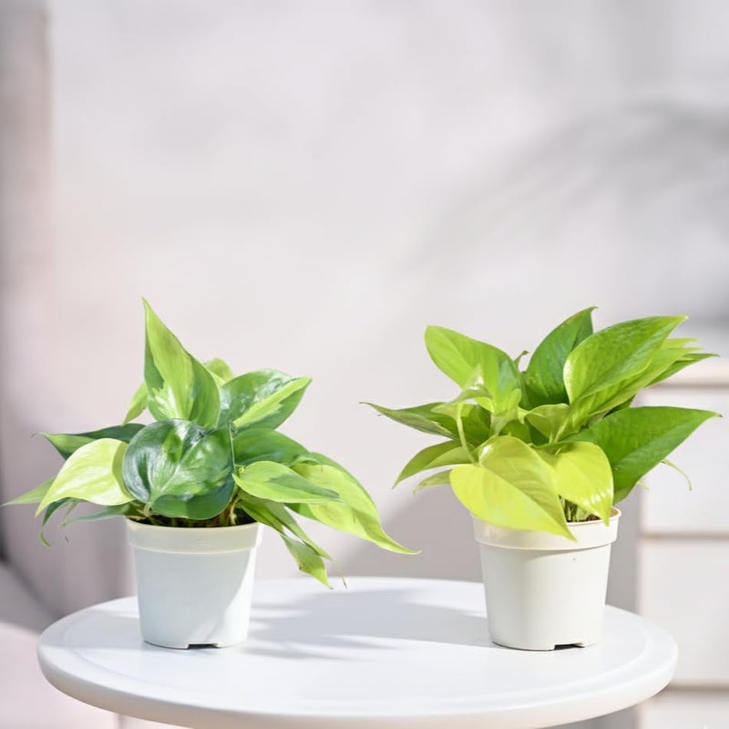 UGAOO Combo of 2 Indoor Live Plants - Philodendron Oxy Brasil & Money Plant Golden Plant with Grow Pots | Live Plants for Home, Living Room & Office - Image 1
