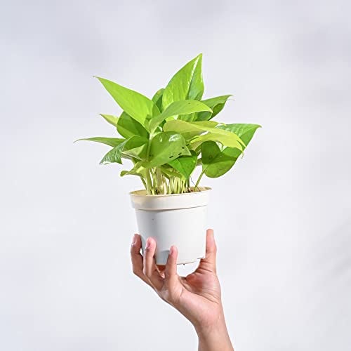 UGAOO Combo of 2 Indoor Live Plants - Philodendron Oxy Brasil & Money Plant Golden Plant with Grow Pots | Live Plants for Home, Living Room & Office - Image 4