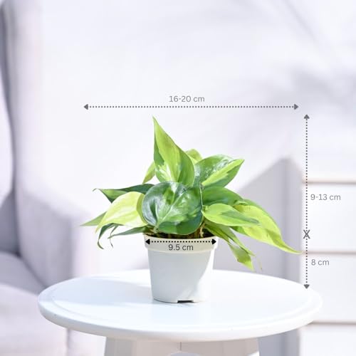 UGAOO Combo of 2 Indoor Live Plants - Philodendron Oxy Brasil & Money Plant Golden Plant with Grow Pots | Live Plants for Home, Living Room & Office - Image 3