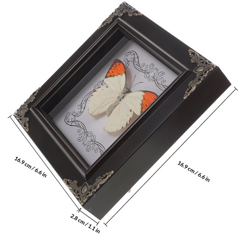 Real Butterfly Specimen Frame Vintage Butterfly Frame Butterfly Display Frame Butterfly Specimen Framed Display - Image 2