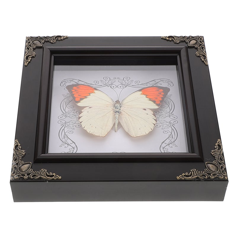Real Butterfly Specimen Frame Vintage Butterfly Frame Butterfly Display Frame Butterfly Specimen Framed Display - Image 5
