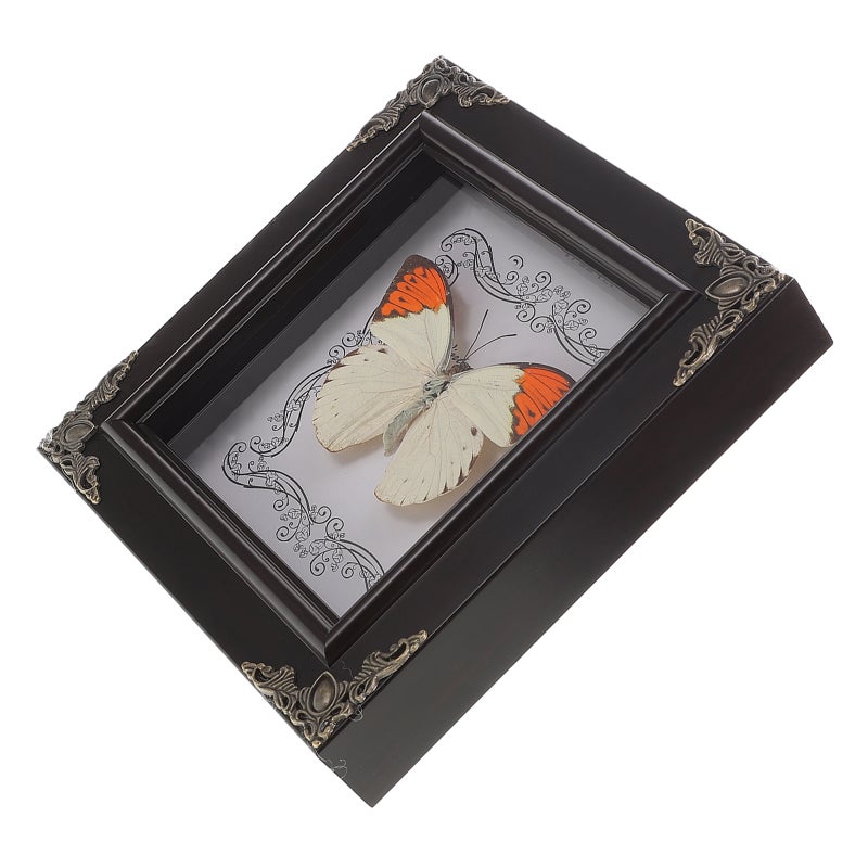 Real Butterfly Specimen Frame Vintage Butterfly Frame Butterfly Display Frame Butterfly Specimen Framed Display - Image 1
