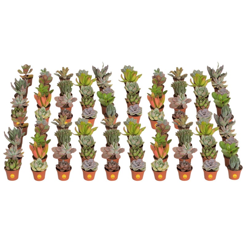 Costa Farms Mini Succulent Live Plants in Plastic Pots, Easy to Maintain Indoor Succulents, Assorted Variety Houseplants for Room Decor, House Warming or Party Favors, 2-3.5 Inches Tall, Pack of 100 - Image 1