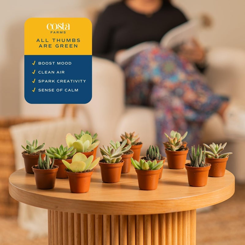 Costa Farms Mini Succulent Live Plants in Plastic Pots, Easy to Maintain Indoor Succulents, Assorted Variety Houseplants for Room Decor, House Warming or Party Favors, 2-3.5 Inches Tall, Pack of 100 - Image 4