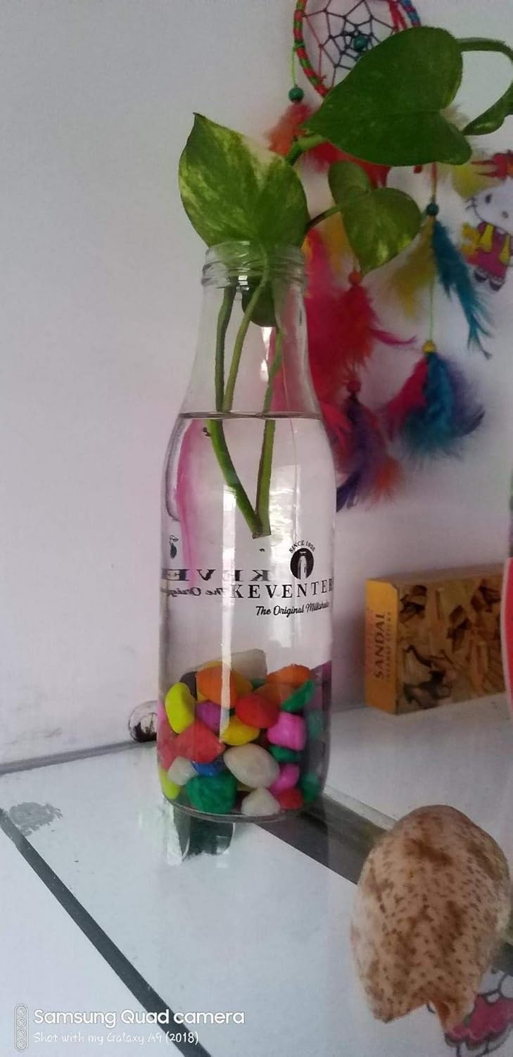 Creative Farmer 500Gm MultiColor Mixed MultiColored PebblesGravelsStone 500Gm C - Image 4