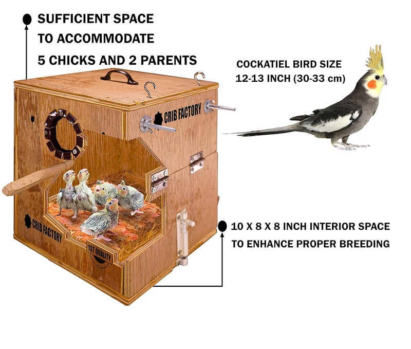 CRIB FACTORY Perfect Breeding Box for Cockatiel Birds | HIGH-QULTY Plywood | 10X10X12 INCH | Designed for Cockatiel (with Two Tray) - Image 2