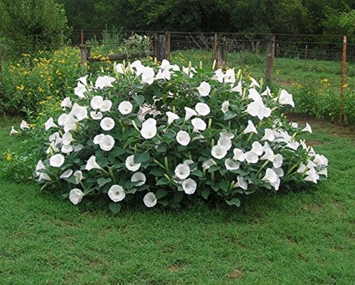 SVI Fragrant Moonflower Bush! 20 Seeds ! This Will Slow Down Traffic! Comb.s/h! - Image 5