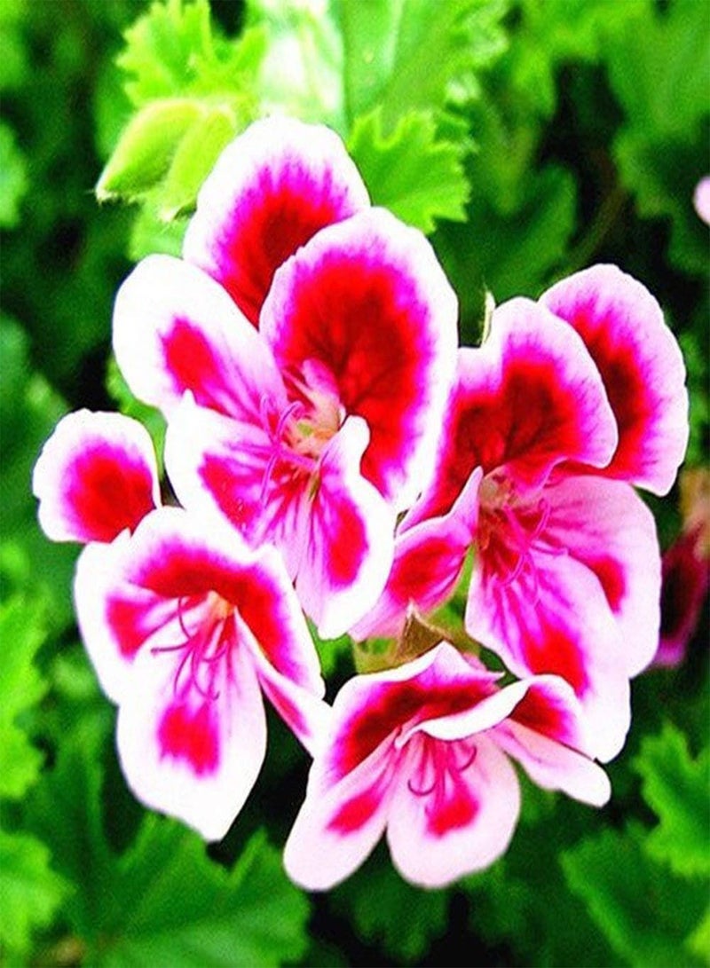 GGOOT 100pcs Mix Perennial Geranium Seeds for Home Gardening Planting Beautiful Cut Flowers Garden Courtyard Decoration Easy to Care - Image 3