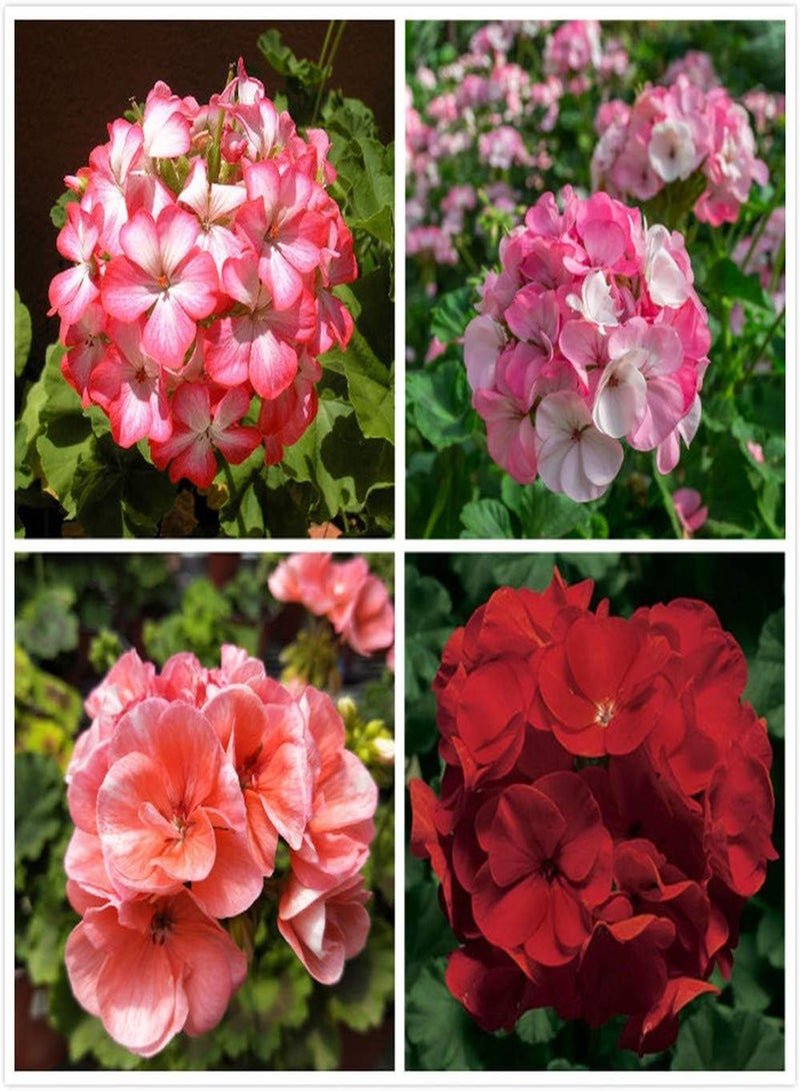 GGOOT 100pcs Mix Perennial Geranium Seeds for Home Gardening Planting Beautiful Cut Flowers Garden Courtyard Decoration Easy to Care - Image 1