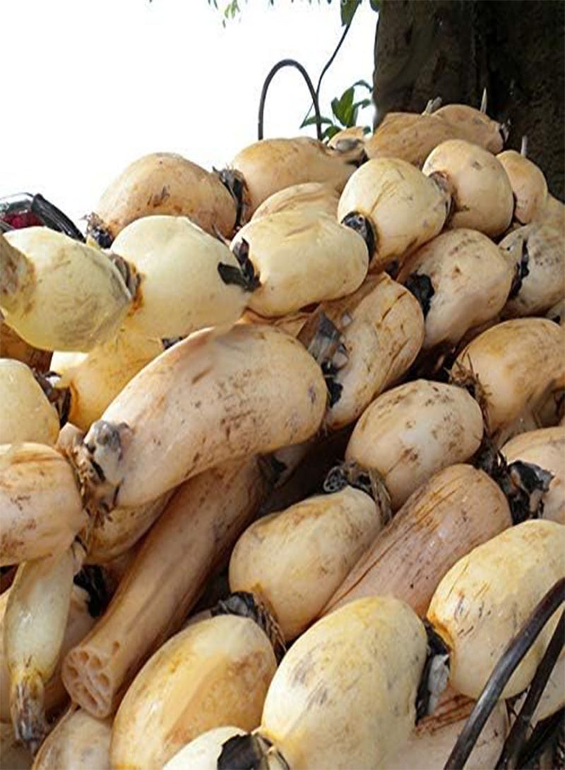 GGOOT 30pcs/Bag Lotus Root Seeds Chinese Vegetable Lotus Root Seeds Aquatic Plants Nelumbo Nucifera Seeds  - Image 1