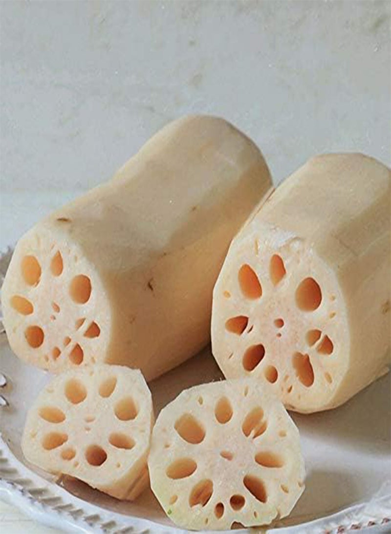 GGOOT 30pcs/Bag Lotus Root Seeds Chinese Vegetable Lotus Root Seeds Aquatic Plants Nelumbo Nucifera Seeds  - Image 3