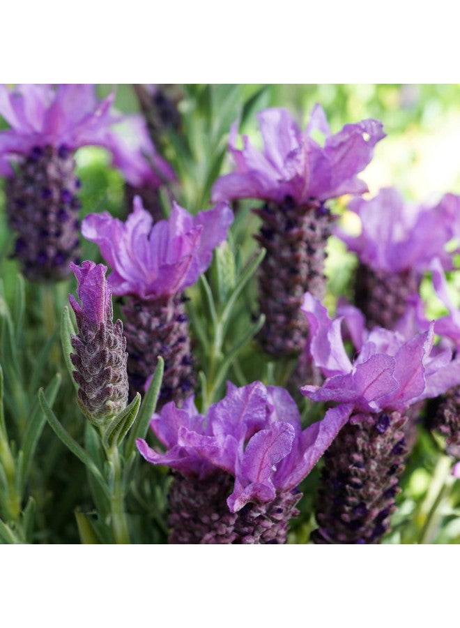 باي سكين كير باي للعناية بالبشرة - فيتوفيل ١٪ معزز لشد البشرة | طبيعي، نباتي، للعناية بالبشرة الحساسة (٠٫٣ أونصة سائلة | ١٠ مل) - Image 5