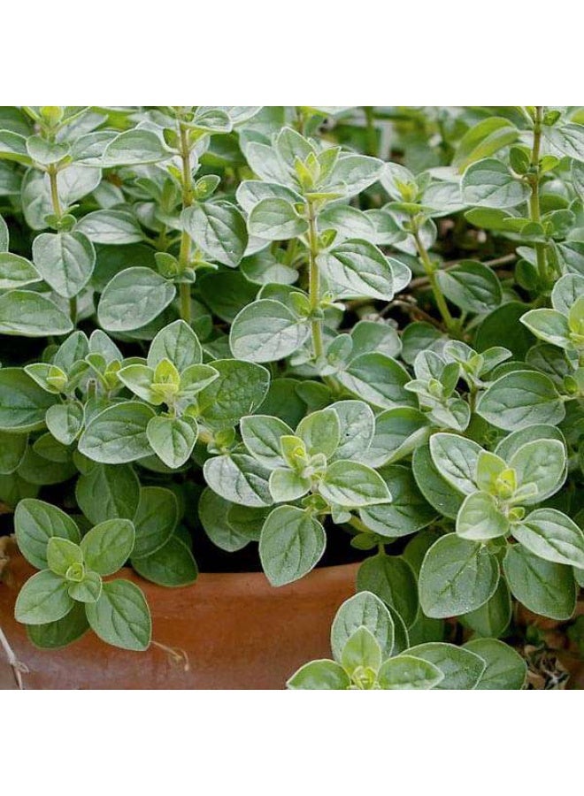 Oregano Herb Seeds