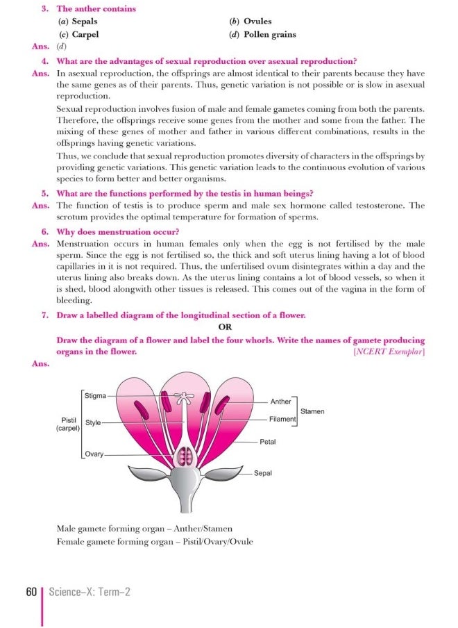 Xam idea Class 10 Science Book For CBSE Term 2 Exam (2021-2022) With New Pattern Including Basic Concepts, NCERT Questions and Practice Questions - pzsku/ZCE1CC12FA2F58D0FE69DZ/45/_/1738231318/6ebe8e60-90cc-4c3a-9c93-001c449826d1