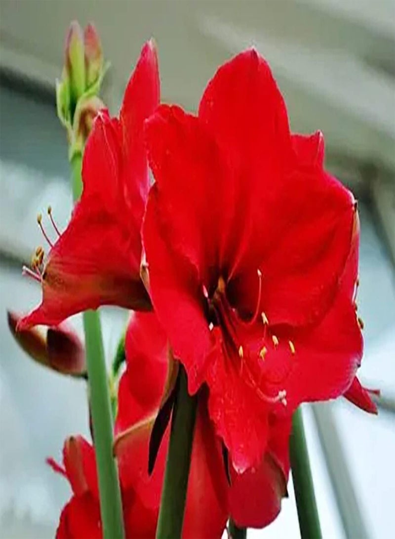 GGOOT 2rote Amaryllis Zwiebeln für den Innen und Außenbereich mehrjährige Blumen Hausgarten die das ganze Jahr über pflanzen Lange wirtschaftliche Lebensdauer Gute ökologische Wirkung - Image 2