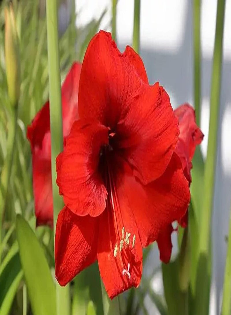 GGOOT 2rote Amaryllis Zwiebeln für den Innen und Außenbereich mehrjährige Blumen Hausgarten die das ganze Jahr über pflanzen Lange wirtschaftliche Lebensdauer Gute ökologische Wirkung - Image 1